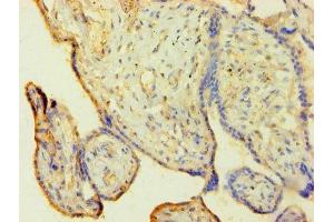 Immunohistochemistry of paraffin-embedded human placenta tissue using ABIN7155116 at dilution of 1:100 (HNRNPH1 antibody  (AA 2-449))