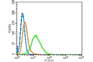 Hela cells probed with 	RhoA/CPolyclonal Antibody, Unconjugated  at 1:100 for 30 minutes followed by incubation with a conjugated secondary (PE Conjugated) (green) for 30 minutes compared to control cells (blue), secondary only (light blue) and isotype control (orange).