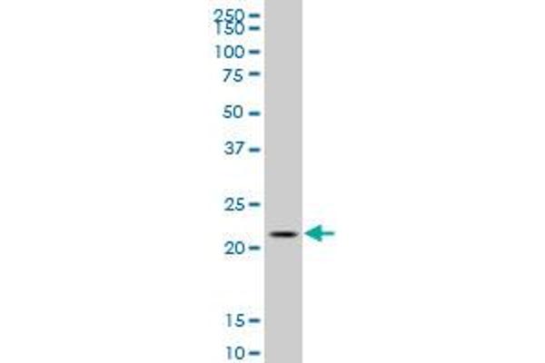 C1orf57 antibody  (AA 91-190)