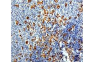 IHC-P analysis of Spleen tissue, with DAB staining. (PF4 antibody  (AA 30-105))