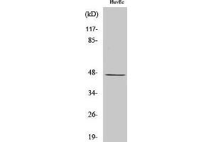 Western Blotting (WB) image for anti-Ceramide Synthase 4 (CERS4) (Internal Region) antibody (ABIN3185359)