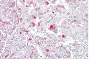 Immunohistochemistry with Pancreas tissue at an antibody concentration of 5µg/ml using anti-MTR antibody (ARP48473_P050) (MTR antibody  (C-Term))