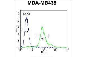 Flow cytometric analysis of MDA-MB435 cells (right histogram) compared to a negative control cell (left histogram). (ERO1LB antibody  (C-Term))
