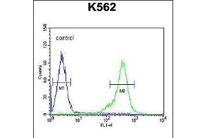 Flow cytometric analysis of K562 cells (right histogram) compared to a negative control cell (left histogram). (TEX13B antibody  (C-Term))