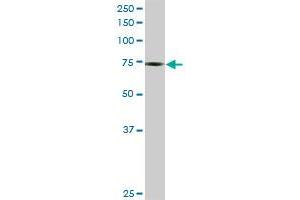 PHF1 MaxPab rabbit polyclonal antibody. (PHF1 antibody  (AA 1-567))