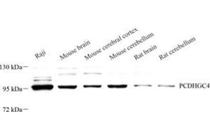 Western blot analysis of PCDHGC4 (ABIN7075310) at dilution of 1: 500