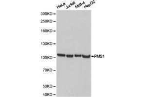 Western Blotting (WB) image for anti-PMS1 Postmeiotic Segregation Increased 1 (S. Cerevisiae) (PMS1) antibody (ABIN1874173) (PMS1 antibody)