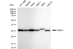 Western blotting analysis using NQO1 antibody (ABIN7800954).