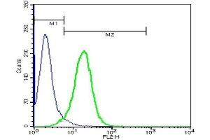 U937 cells probed with Rabbit Anti-TSPAN9 Polyclonal Antibody . (Tetraspanin 9 antibody  (AA 180-203))