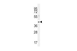 NEU2 Antibody (N-term) (ABIN656123 and ABIN2845462) western blot analysis in A549 cell line lysates (35 μg/lane). (NEU2 antibody  (N-Term))