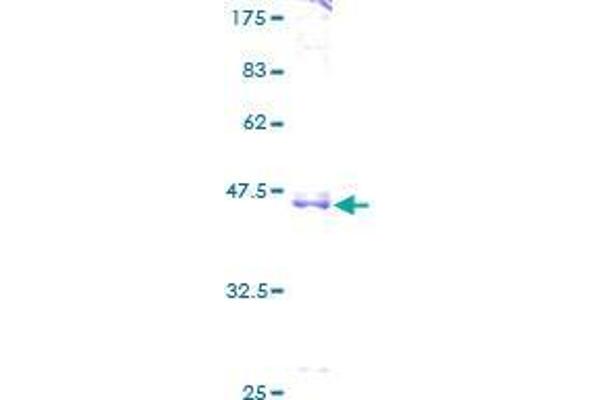 Cyclin L1 Protein (CCNL1) (AA 1-172) (GST tag)