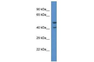 Western Blot showing QRFPR antibody used at a concentration of 1. (QRFPR antibody  (C-Term))