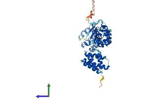 AlphaFold protein structure predicition of Mouse Recombinant Rfc2 Protein, UniprotID Q9WUK4 (RFC2 Protein (AA 1-349) (His tag))
