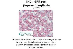 Image no. 1 for anti-G Protein-Coupled Receptor 146 (GPR146) (Internal Region) antibody (ABIN1734950)