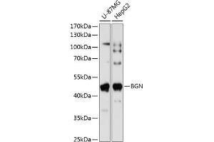 Western blot analysis of extracts of various cell lines, using BGN antibody (ABIN1678858, ABIN5664221, ABIN5664223 and ABIN6220096) at 1:1000 dilution. (Biglycan antibody  (AA 20-230))