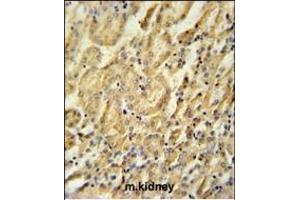 BTBD9 Antibody (Center) (ABIN651859 and ABIN2840426) immunohistochemistry analysis in formalin fixed and paraffin embedded mouse kidney tissue followed by peroxidase conjugation of the secondary antibody and DAB staining. (BTBD9 antibody  (AA 237-262))