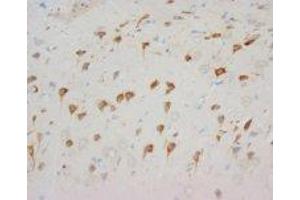 Image no. 1 for anti-Neuropeptide Y Receptor Y1 (NPY1R) (C-Term) antibody (ABIN1492944) (NPY1R antibody  (C-Term))