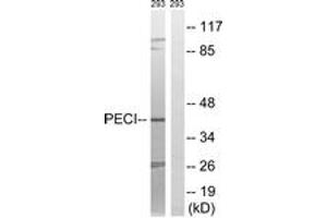 Western Blotting (WB) image for anti-Enoyl-CoA Delta Isomerase 2 (PECI) (AA 73-122) antibody (ABIN2879196) (PECI/ECI2 antibody  (AA 73-122))