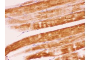Anti- SHP2 Picoband antibody,IHC(P) IHC(P): Rat Skeletal Muscle Tissue