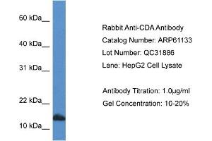 Western Blotting (WB) image for anti-Cytidine Deaminase (CDA) (C-Term) antibody (ABIN2788688) (CDA antibody  (C-Term))