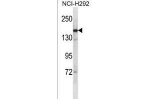 SYCP2 Antibody (C-term) (ABIN1536705 and ABIN2850088) western blot analysis in NCI- cell line lysates (35 μg/lane).