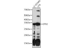 Western blot analysis of extracts of various cell lines, using OTX2 Rabbit mAb (ABIN7269116) at 1:1000 dilution. (OTX2 antibody)