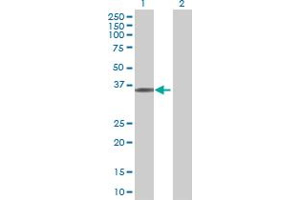 UBR7 antibody  (AA 1-274)