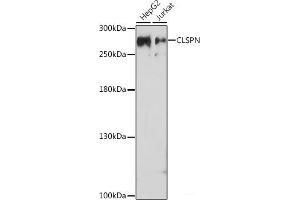 Western blot analysis of extracts of various cell lines using CLSPN Polyclonal Antibody at dilution of 1:1000.