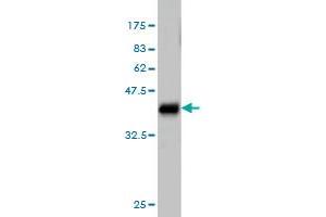 Western Blot detection against Immunogen (36. (ALAS1 antibody  (AA 1-98))