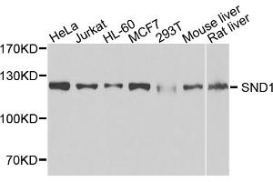 Western blot analysis of extracts of various cell lines, using SND1 antibody (ABIN1980241) at 1:1000 dilution. (SND1 antibody)