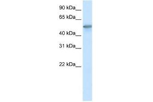 FOXO3A antibody used at 0. (FOXO3 antibody  (C-Term))
