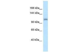 Western Blot showing Zfr antibody used at a concentration of 1. (ZFR antibody  (N-Term))