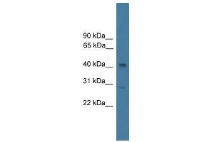 SERPINB7 antibody used at 0. (SERPINB7 antibody  (N-Term))