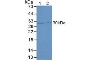 Figure. (FKBP5 antibody  (AA 2-457))