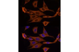Immunofluorescence analysis of NIH/3T3 cells using GSDMD Rabbit pAb  at dilution of 1:200 (40x lens). (GSDMD antibody)