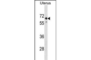 EL1 Antibody (N-term) (ABIN1881545 and ABIN2839006) western blot analysis in human Uterus tissue lysates (35 μg/lane). (MMEL1 antibody  (N-Term))