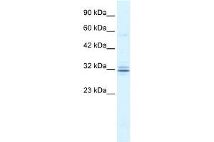 WB Suggested Anti-HES1 Antibody Titration:  1.