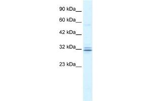 WB Suggested Anti-HES1 Antibody Titration:  1. (HES1 antibody  (N-Term))