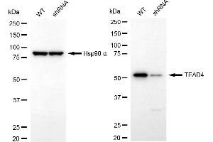 Western blotting analysis using TEAD4 antibody (ABIN7800526). (Recombinant TEAD4 antibody)