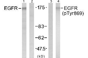 Western blot analysis of extracts from A431 cells untreated or treated with EGF (40μM, 10min), using EGFR (Ab-869) antibody (Linand 2) and EGFR (phospho- Tyr869) antibody (Line 3 and 4). (EGFR antibody  (Tyr869))