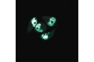 Immunofluorescence staining of AN3 CA cells (Human endometrial adenocarcinoma, ATCC HTB-111). (PCNA antibody  (AA 68-230))