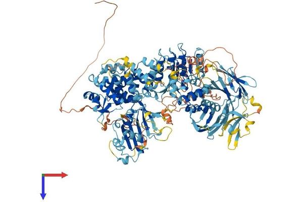 NLR Family, Pyrin Domain Containing 1B (NLRP1B) (AA 1-1196) protein (His tag)