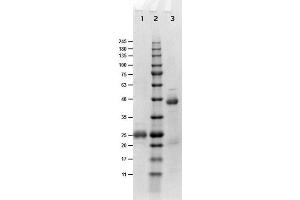 SDS-PAGE results of Goat Fab Anti-Biotin Antibody.