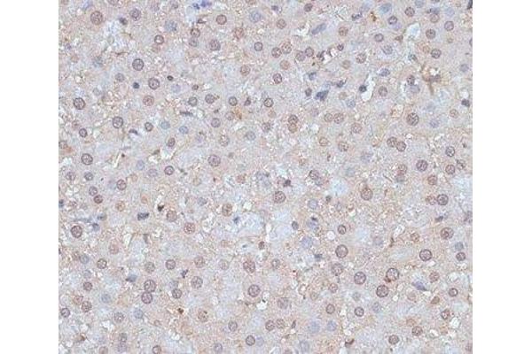 SNW1 antibody