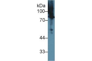 Western Blot; Sample: Human BXPC3 cell lysate; Primary Ab: 1µg/ml Rabbit Anti-Rat MSN Antibody Second Ab: 0. (Moesin antibody  (AA 353-577))