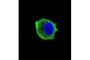 Confocal immunofluorescent analysis of TRAF2 Antibody (ABIN659110 and ABIN2843756) with MCF-7 cell followed by Alexa Fluor® 488-conjugated goat anti-mouse lgG (green). (TRAF2 antibody)