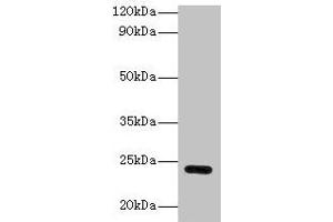 Western blot All lanes: Gstp1 antibody at 2 μg/mL + Hela whole cell lysate Secondary Goat polyclonal to rabbit IgG at 1/10000 dilution Predicted band size: 24 kDa Observed band size: 24 kDa (GSTP1 antibody  (AA 2-210))