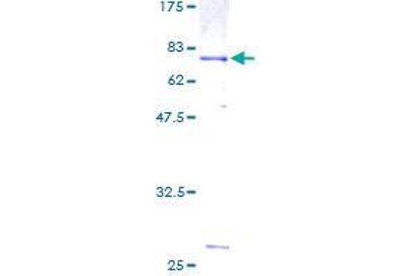 TUBB2B Protein (AA 1-445) (GST tag)