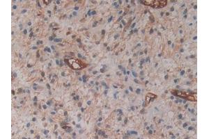 Immunohistochemistry (IHC) image for anti-Cytohesin 1 (CYTH1) (AA 1-398) antibody (ABIN7443203)