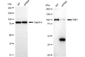 Western blotting analysis using MIB1 antibody (ABIN7799413).